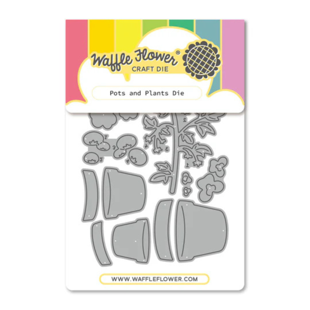 Waffle Flower - Pots and Plants Die