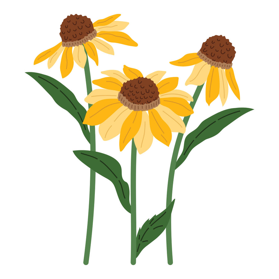 Spellbinders - Wild Coneflowers Etched Dies by Simon Hurley