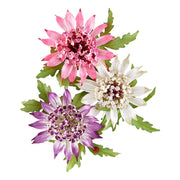 Spellbinders - Astrantia Etched Dies by Susan Tierney-Cockburn