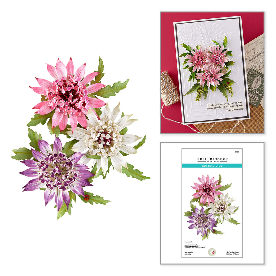 Spellbinders - Astrantia Etched Dies by Susan Tierney-Cockburn