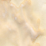 Lindy's Gang Clam Bake Beige Starburst Spray swatch
